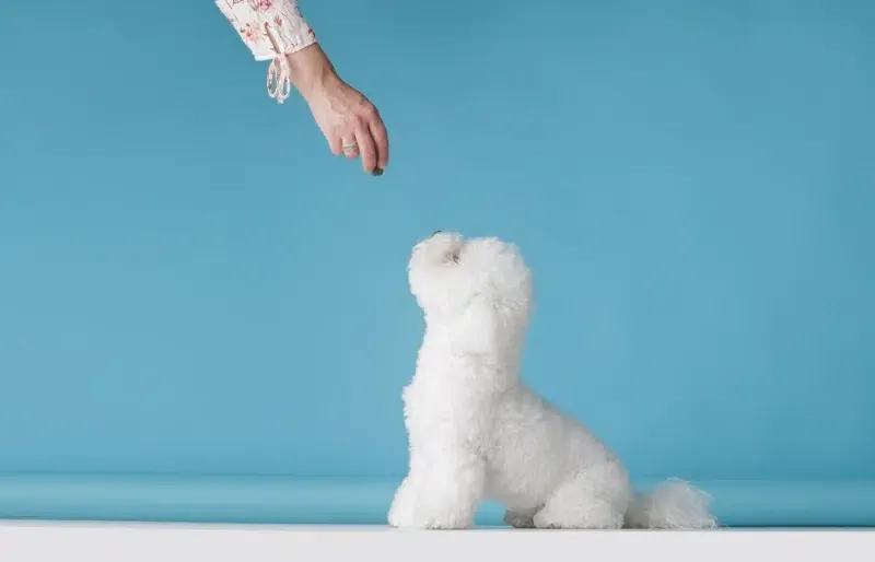 Dog Training Education Month 2026: What Is It & How to Celebrate