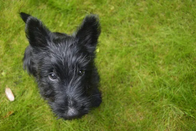 Doxie Scot (Scottish Terrier & Dachshund Mix): Info, Pictures, Care & More