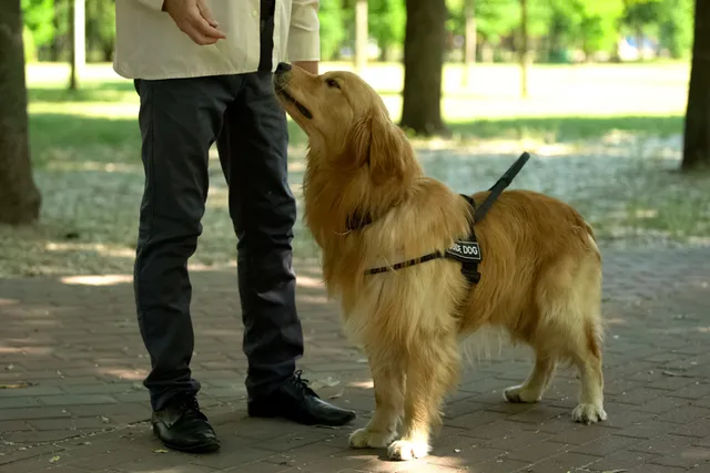 How to Become a Guide Dog Trainer: 5 Vet-Verified Steps & FAQ