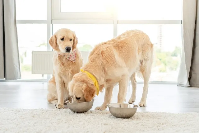 How to Keep Your Dog From Eating Other Dogs’ Food: 3 Vet-Approved Methods