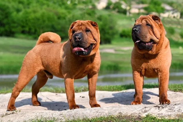 How to Train a Shar Pei: 12 Vet-Verified Tips & Tricks