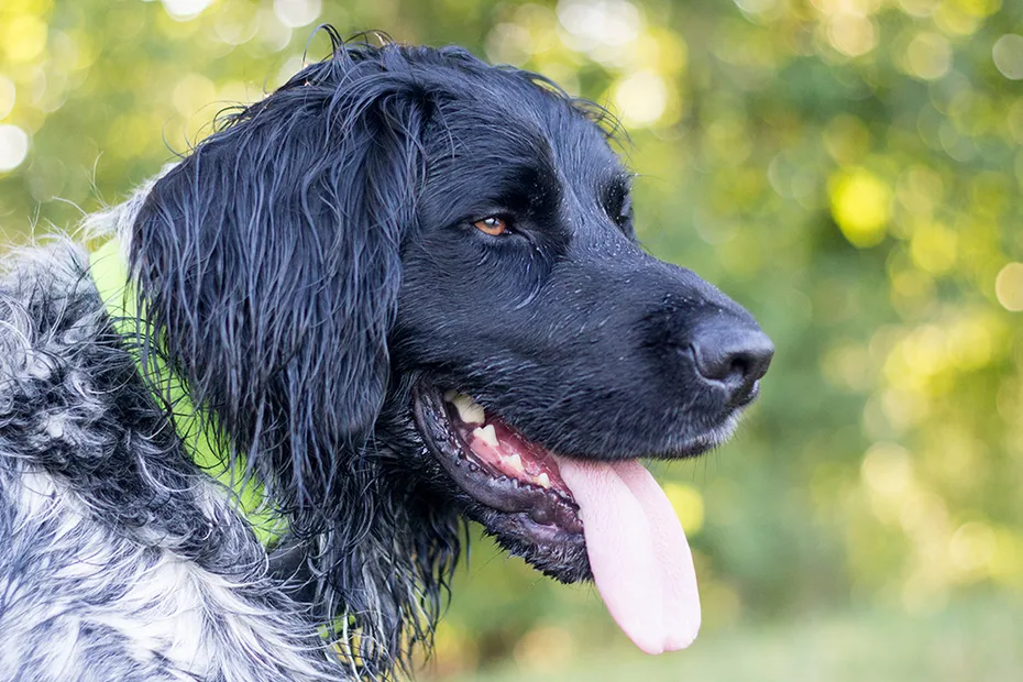 Large Munsterlander dog in the park