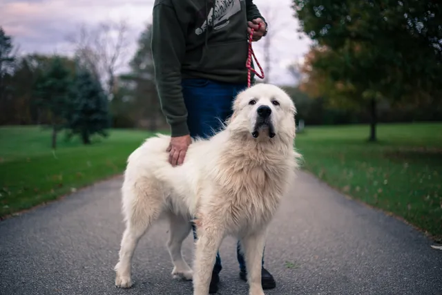 How Much Does a Great Pyrenees Cost? 2026 Price Guide