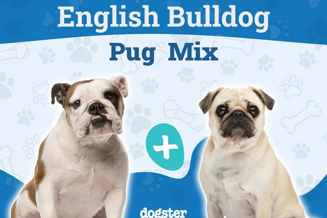 Miniature Bulldog (Pug & English Bulldog Mix): Info, Pictures, Care & More