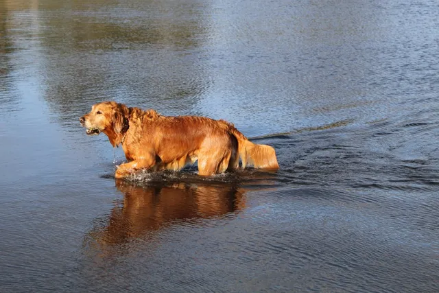 Top 14 Dog-Friendly Beaches in North Carolina: Off-Leash & On-Leash Places to Go
