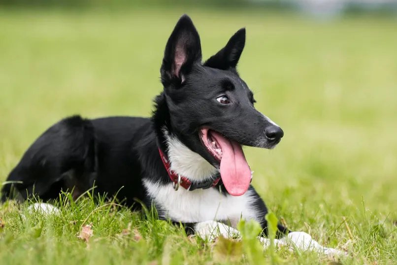 Short Haired Border Collie