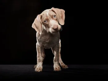 Are Dogs Afraid of the Dark? Vet-Reviewed Facts & Tips