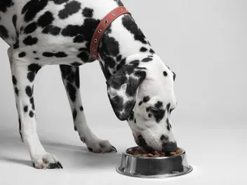 How to Get a Dog to Eat When Their Owner Is Away: 7 Vet-Approved Tips