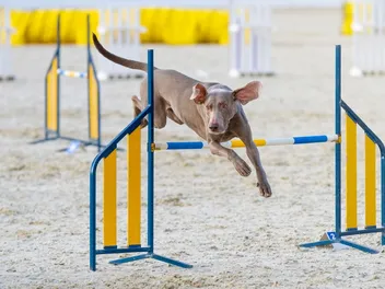 How Much Exercise Does a Weimaraner Need? Vet-Verified Facts & Tips