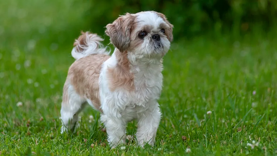 white and brown Shih tzu standing on the grass