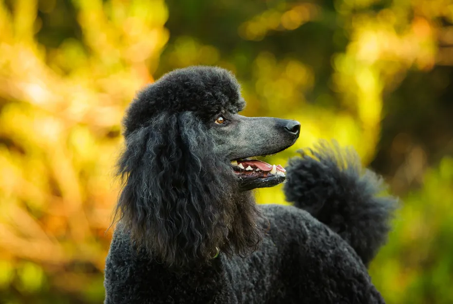 Standard Black Poodle