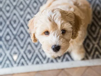 How Much Do Labradoodles Smell? Possible Causes & Solutions (Vet Reviewed)