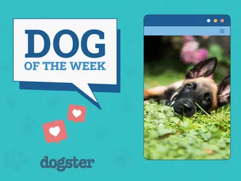 Dogster Photo Contest: Dogs of the Week Winners (Feb 13, 2025)
