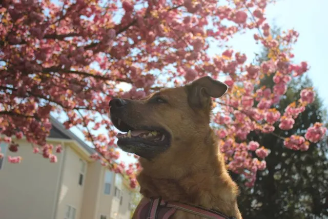 10 Coolest Dog Breeds: Info, Pictures, Origin & More