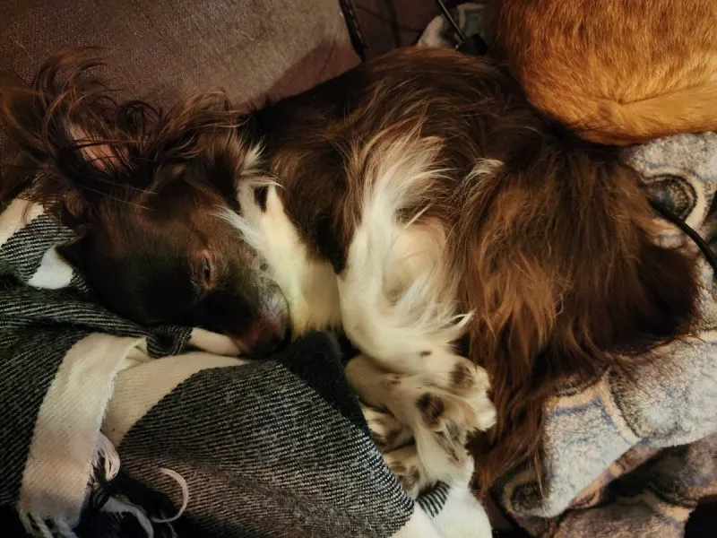 No time for being mean, must nap.