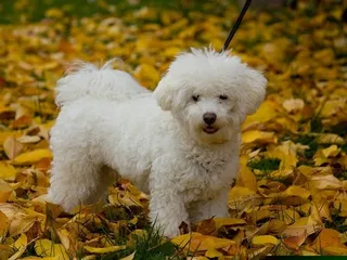 Bolognese Dog Breed: Info, Pictures, Facts & Traits