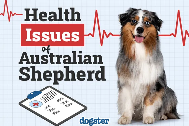 13 Australian Shepherd Health Issues to Know: Vet-Approved Signs & Treatments