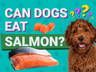 Can Dogs Eat Raw Salmon? Vet-Verified Nutrition Facts & Advice