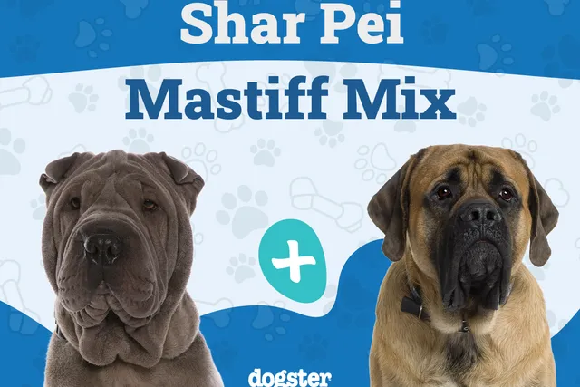 Shar Pei Mastiff Mix Breed: Info, Pictures, Care & More