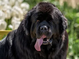 Do Newfoundland Dogs Drool a Lot? Vet-Verified Facts and Tips