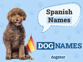 250+ Spanish Dog Names With Meanings for Male & Female Dogs
