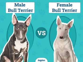 Male vs. Female Bull Terrier: Key Differences (With Pictures)
