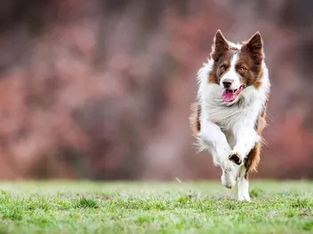 Spring Reset: What Dog Fence Should I Be Considering? A Complete Guide