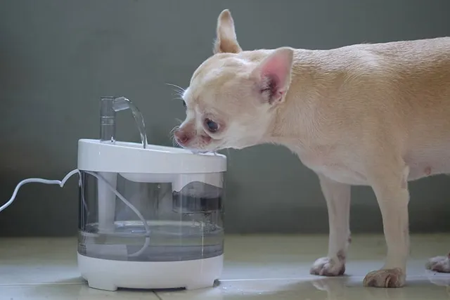 My Dog Is Drinking More Water Than Usual in the Winter: 3 Vet-Reviewed Reasons