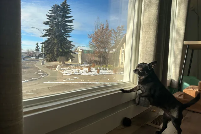 Subi the Daydreamer & Her Friends from a Distance