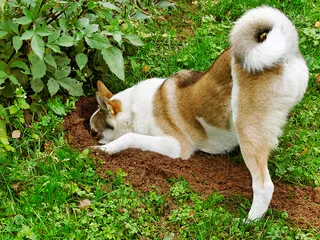 Why Do Dogs Dig? 6 Vet-Reviewed Reasons & Solutions