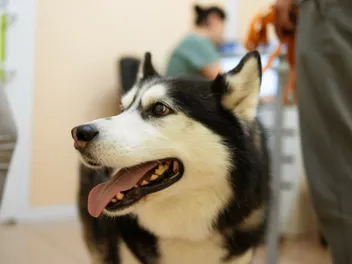 What Was Pavlov's Dog's Name? Dogster Hall Of Fame