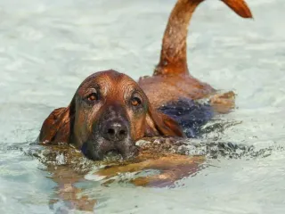 Bloodhound Basset Mixed Dog Breed: Info, Pictures, Care & More