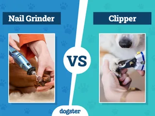 Dog Nail Grinder vs. Clipper: Which Is Better? 2026 Comparison Guide