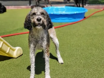 Portuguese Water Dog Poodle Mix: Info, Pictures, Care Guide & More