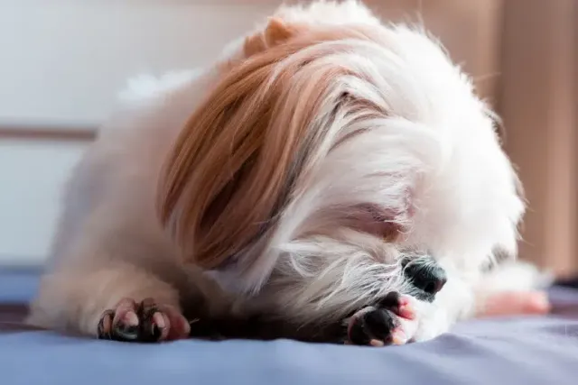 Why Do Shih Tzus Lick So Much? 12 Vet-Reviewed Reasons