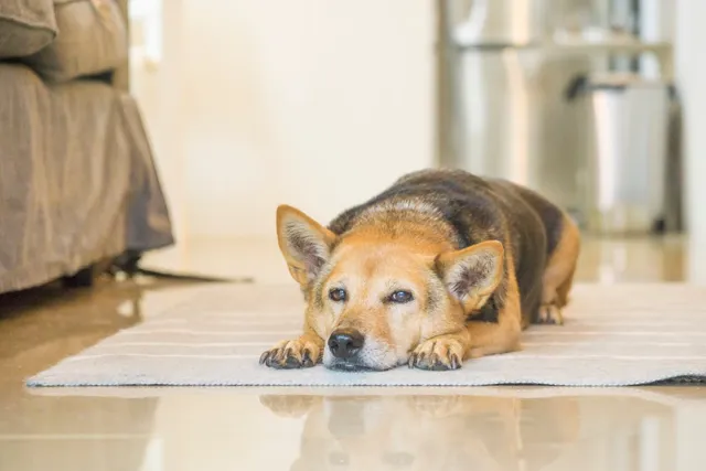 My Senior Dog is Not Eating But Drinking Water: Our Vet Explains What to Do