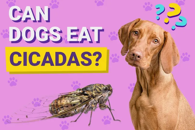 Can Dogs Eat Cicadas? Vet-Reviewed Health Concerns