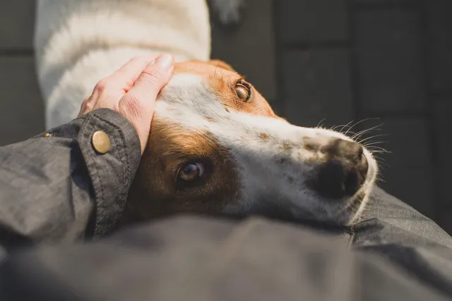 Can Dogs Tell When You're on Your Period? Vet-Verified Senses & Behavior Insights