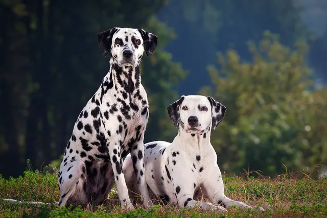 What Were Dalmatians Bred For? Origin & History
