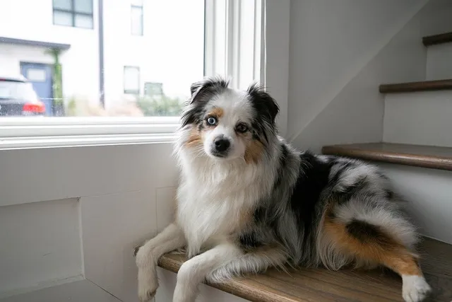 Toy Australian Shepherd: Info, Pictures, Care Guide & More