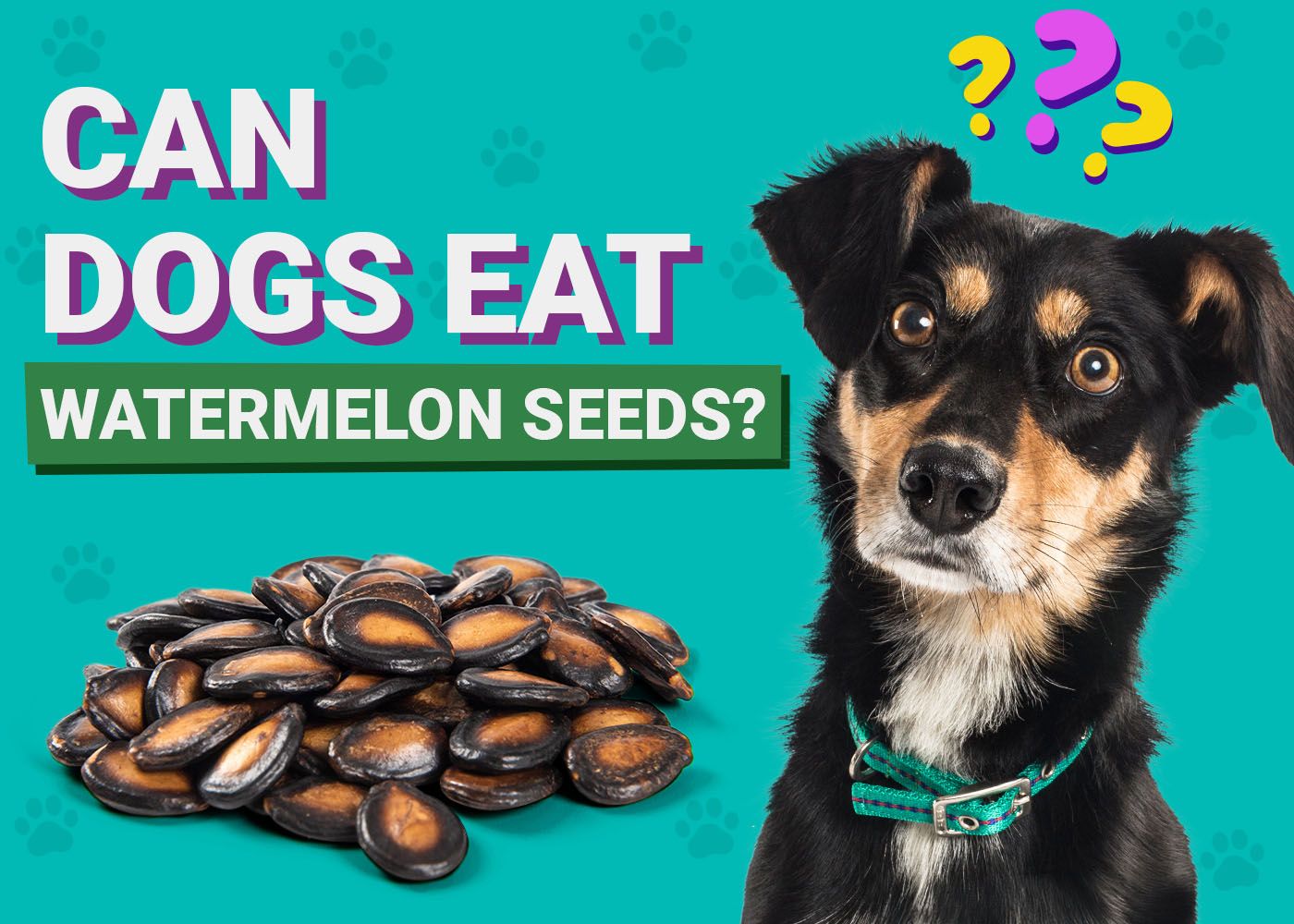 Dogster-Can-Dogs-Eat-Watermelon Seeds