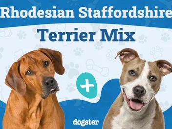 Rhodesian Staffordshire Terrier Mix: Info, Pictures, Care Guide & More