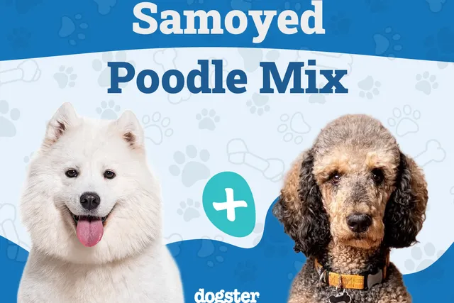 Sammypoo (Samoyed Poodle Mix): Info, Pictures, Care & Traits