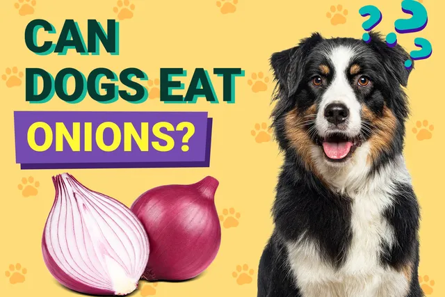 Can Dogs Eat Onions? Vet-Verified Toxicity & Safety Tips