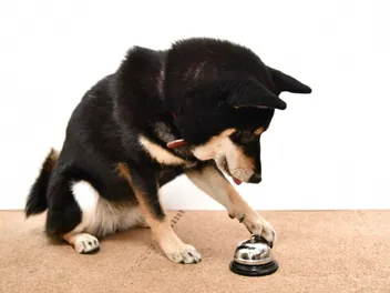 9 Best Dog Bells for Potty Training in 2026 - Reviews & Top Picks