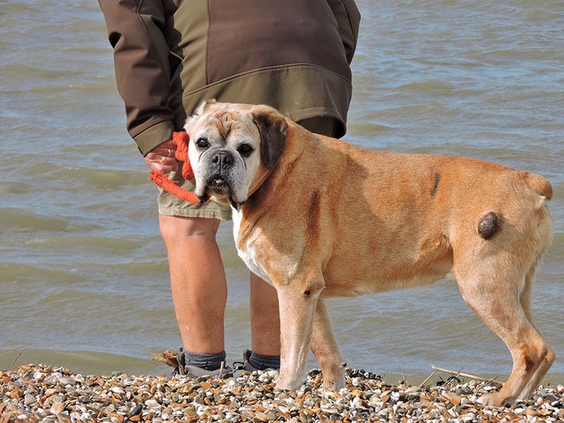 man walking with a dog with a lump on a beach