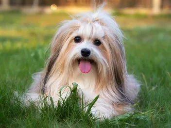 How Much Do Havanese Cost? Updated in 2026