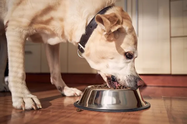 6 Pros & Cons of Putting Water in Kibble: Vet-Verified Nutrition Facts