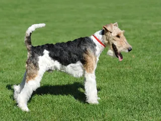 What Is the Westminster Dog Show? Interesting Facts & FAQ
