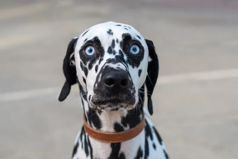 funny wide eyed dalmatian dog with blue eyes